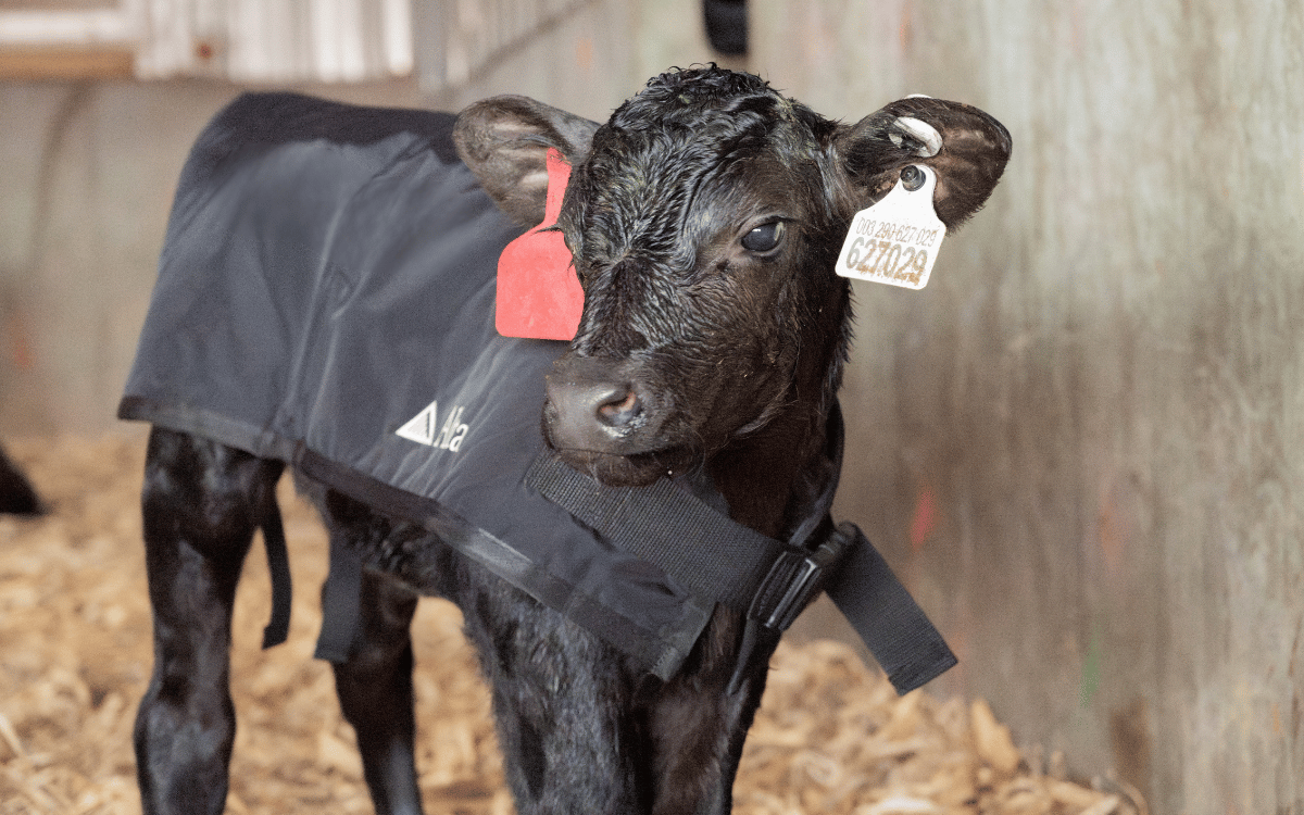 Stabilizer Beef x Dairy Calf