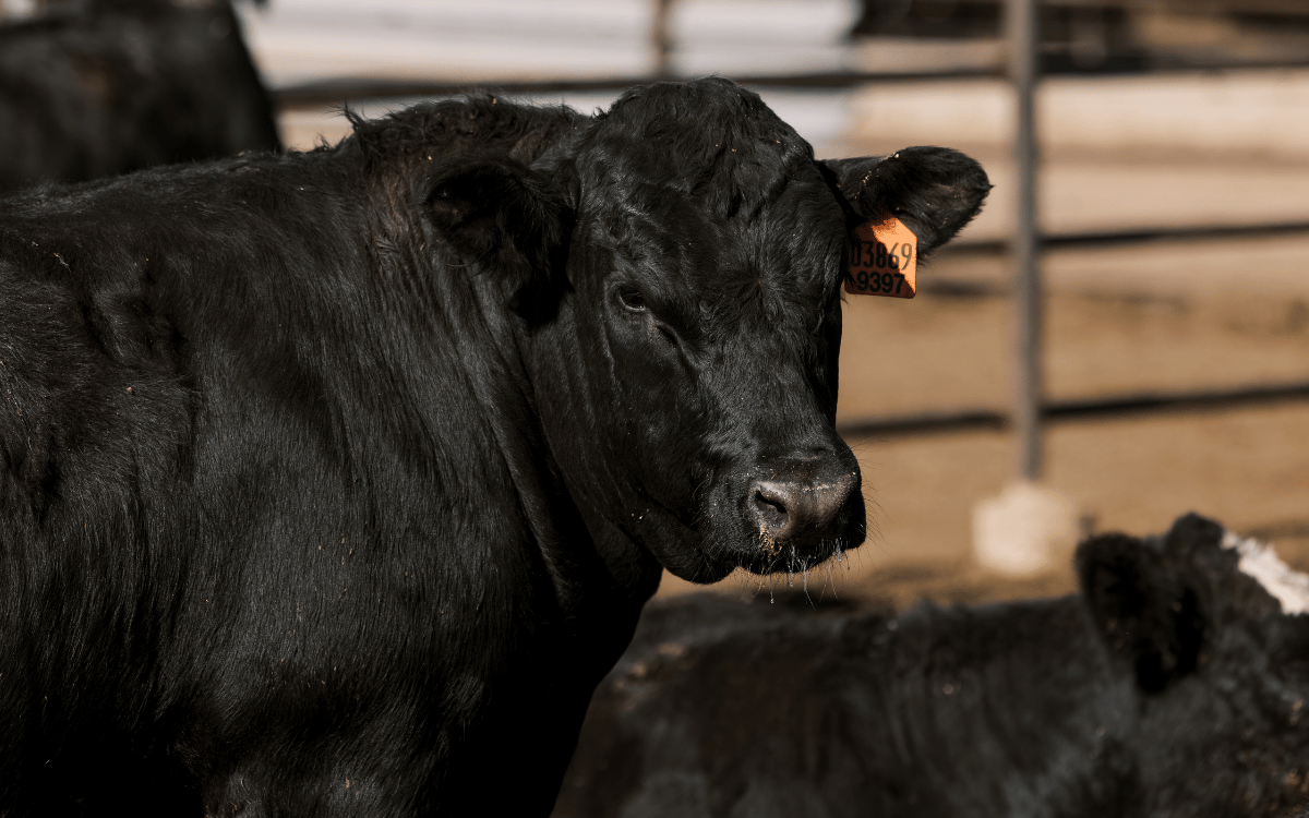 Stabilizer x Dairy Bull