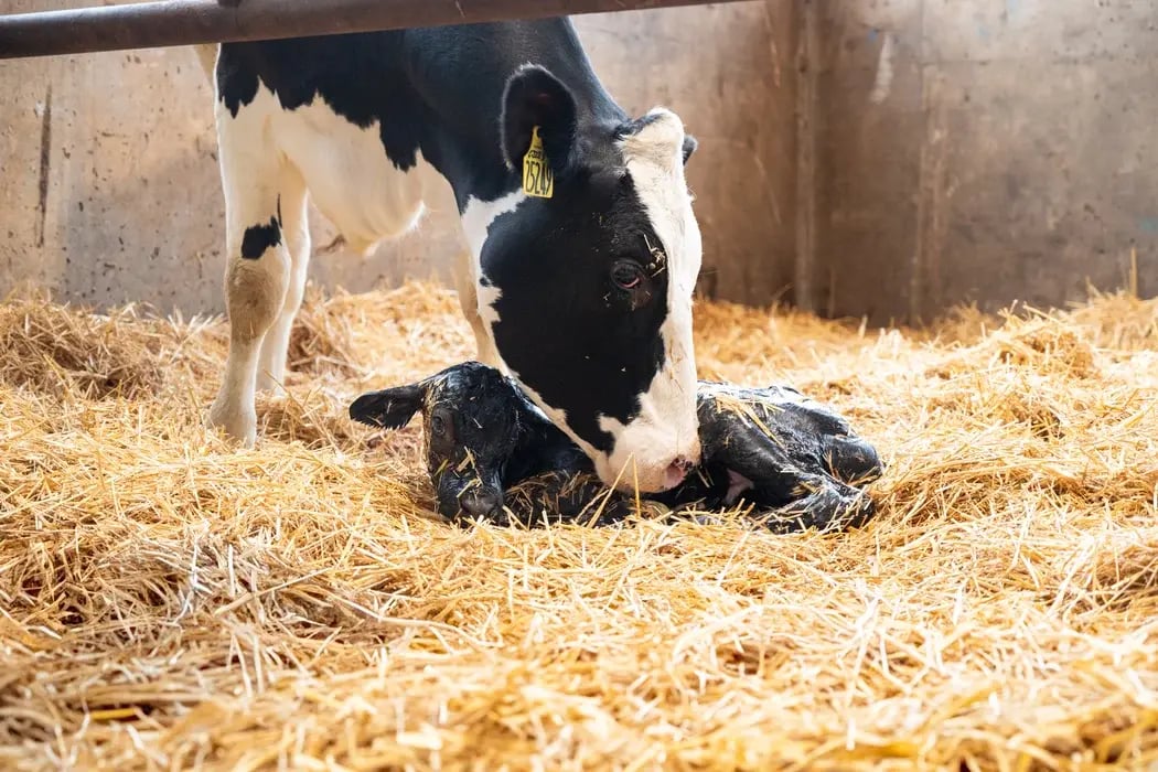 Mucca e neonato
