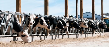Comprende gli importanti cambiamenti alla formula TPI - Alta Genetics