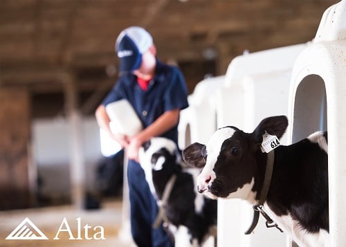 Il catalogo Alta di Agosto 2018 è online! - Alta Genetics