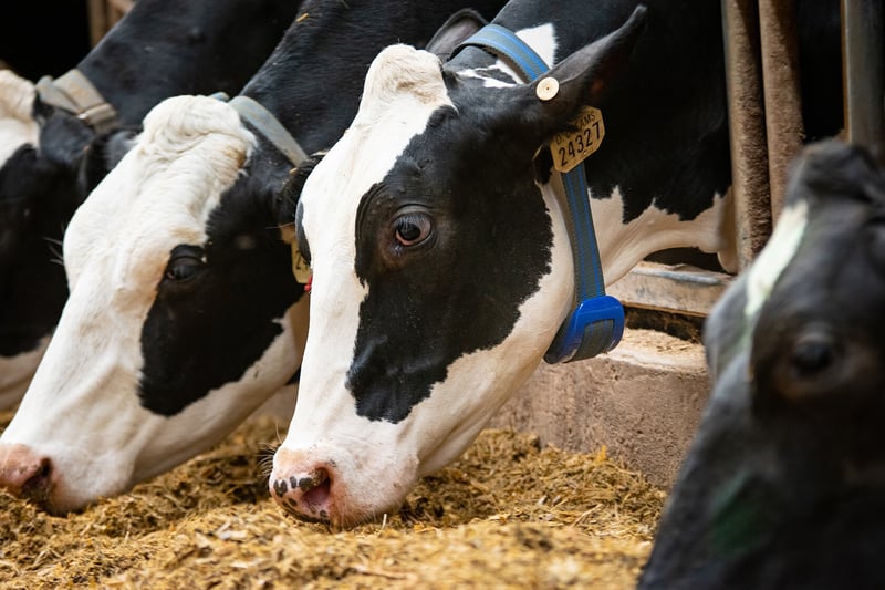 Ecco il catalogo Alta di Agosto 2021! - Alta Genetics