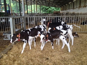 Rimonta: costo o risorsa? - Alta Genetics
