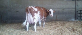 Il Periodo di Transizione: valutazione di una delle fasi più delicate del processo produttivo - Alta Genetics