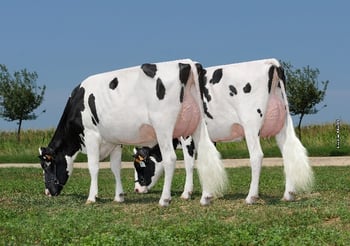 Report su AltaTOOHOT - Alta Genetics